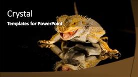  Presentation with agama - Colorful slide deck enhanced with agama-bearded-dragon-reptile backdrop and a black colored foreground