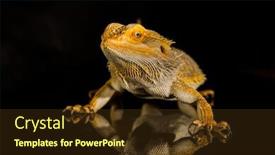  Presentation with agama - Audience pleasing PPT layouts consisting of agama-bearded-dragon-reptile backdrop and a tawny brown colored foreground