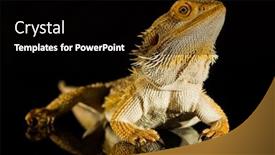  Presentation with agama - PPT theme consisting of agama-bearded-dragon-reptile background and a black colored foreground