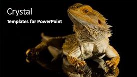  Presentation with agama - Beautiful PPT layouts featuring agama-bearded-dragon-reptile backdrop and a black colored foreground