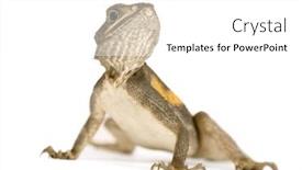  Presentation with agama - PPT layouts featuring agama-lizard-in-front background and a white colored foreground