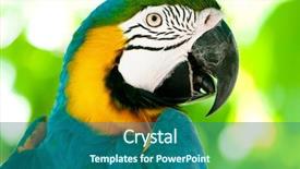  Presentation with serial killer colorful 3d teeth - Amazing slide deck having agapornis - colorful parrot bird sitting backdrop and a ocean colored foreground