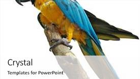  Presentation with parrot - Amazing slide deck having agapornis - colorful parrot isolated with clipping backdrop and a white colored foreground