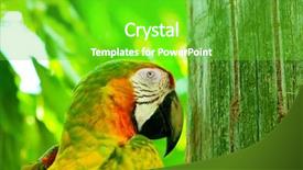  Presentation with parrot - Presentation theme enhanced with agapornis - colourful parrot bird sitting background and a shamrock green colored foreground