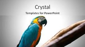  Presentation with colourful education - Beautiful presentation theme featuring agapornis - colourful parrot bird sitting backdrop and a light gray colored foreground