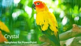  Presentation with parrot - Slide set with agapornis - colourful parrot bird sitting background and a forest green colored foreground