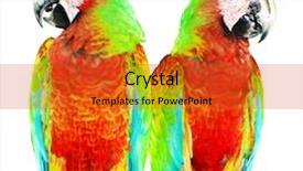  Presentation with parrot - Audience pleasing PPT theme consisting of agapornis - colourful parrot bird sitting backdrop and a red colored foreground