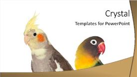  Presentation with birds - Audience pleasing PPT theme consisting of agapornis - couple of tropical birds isolated backdrop and a white colored foreground