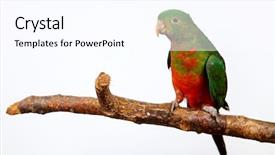  Presentation with parrot - Slide deck with agapornis - green parrot isolated studio shoot background and a white colored foreground
