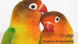  Presentation with pair - Colorful theme enhanced with agapornis - pair of little lovebirds backdrop and a gold colored foreground