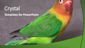  Presentation with parrot - PPT theme having agapornis - parrot background and a gray colored foreground