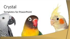  Presentation with pictures of birds - PPT theme enhanced with agapornis - three differents tropical birds isolated background and a white colored foreground