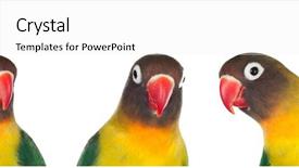  Presentation with parrots - Slides having agapornis - three yellow parrots looking background and a white colored foreground