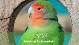  Presentation with parrot - Presentation design having agapornis lilianae green exotic parrot background and a shamrock green colored foreground
