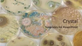 Presentation with bacteria - Cool new PPT layouts with agar and bacterium colony backdrop and a coral colored foreground