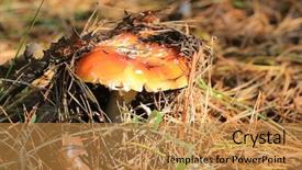  Presentation with fly - Presentation theme with agaric fly mushroom in autumn background and a  colored foreground