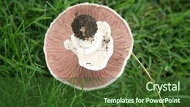  Presentation with mushroom - Amazing PPT theme having shrooms - agaricus bitorquis mushroom aka torq backdrop and a tawny brown colored foreground