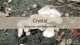  Presentation with mushroom - Colorful slides enhanced with shrooms - agaricus bitorquis mushroom aka torq backdrop and a mint green colored foreground