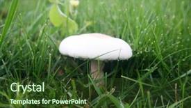  Presentation with pavement - Presentation theme having shrooms - agaricus bitorquis mushroom aka torq background and a tawny brown colored foreground