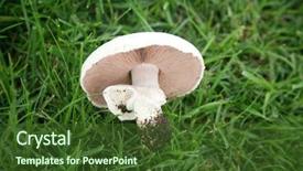  Presentation with mushroom - Cool new presentation theme with shrooms - agaricus bitorquis mushroom aka torq backdrop and a tawny brown colored foreground