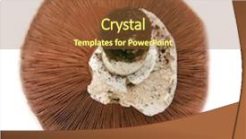  Presentation with mushroom - Beautiful PPT theme featuring shrooms - agaricus bitorquis mushroom aka torq backdrop and a tawny brown colored foreground