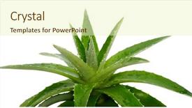  Presentation with aloe vera - Presentation theme featuring agave - aloe vera background and a soft green colored foreground