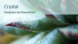  Presentation with water plant - Beautiful slide deck featuring agave - beautiful succulent plant with water backdrop and a cool aqua colored foreground