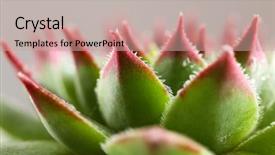  Presentation with water plant - Colorful slide set enhanced with agave - beautiful succulent plant with water backdrop and a coral colored foreground