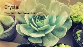  Presentation with succulent - Amazing presentation design having agave - decorative succulent plants backdrop and a yellow colored foreground