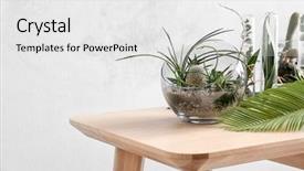  Presentation with succulents - Amazing slide set having agave - florarium in glass vase backdrop and a white colored foreground