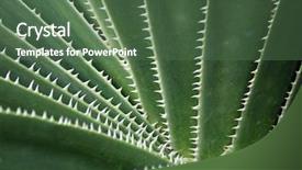  Presentation with green - Audience pleasing PPT theme consisting of agave - green thorned agava close-up backdrop and a  colored foreground