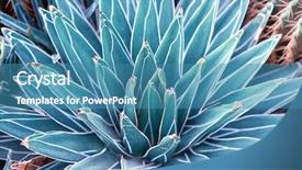  Presentation with succulent - PPT layouts enhanced with agave - macro of succulent plant background and a teal colored foreground