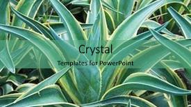  Presentation with succulent - PPT theme enhanced with agave - macro of succulent plant background and a seafoam green colored foreground