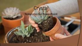  Presentation with pot succulent - PPT theme featuring agave - planting succulent plant background and a coral colored foreground