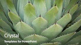  Presentation with succulent - Amazing theme having agave - succulent plant backdrop and a tawny brown colored foreground