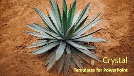  Presentation with cactus - PPT theme with agave-cactus-plant-on-dry background and a tawny brown colored foreground