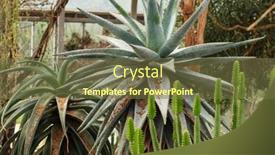  Presentation with botanical garden - Slides having agave-in-a-botanical-garden background and a tawny brown colored foreground