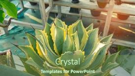  Presentation with stem - PPT theme with agave-isthmensis-a-succulent-plant background and a tawny brown colored foreground