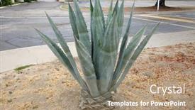  Presentation with tolerance - Slide set with agave-plant-agave-plant background and a coral colored foreground