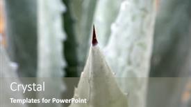  Presentation with tolerance - Colorful presentation design enhanced with agave-plant-agave-plant backdrop and a gray colored foreground