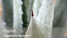  Presentation with tolerance - Audience pleasing presentation theme consisting of agave-plant-agave-plant backdrop and a gray colored foreground