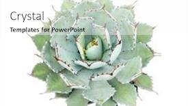  Presentation with plant - PPT layouts featuring agave-plant-isolated-on-white background and a white colored foreground