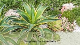  Presentation with garden - Beautiful presentation theme featuring agave-plant-leaves-in-garden backdrop and a mint green colored foreground