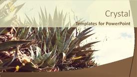  Presentation with plants - Slides with agave plants in peru background and a cream colored foreground