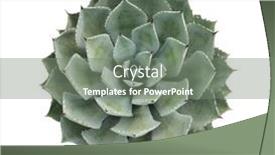  Presentation with white cells - PPT layouts enhanced with agave-potatorum-isolate-on-white background and a gray colored foreground