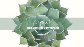  Presentation with white electronics - Colorful theme enhanced with agave-potatorum-isolate-on-white backdrop and a seafoam green colored foreground