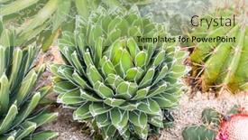  Presentation with succulent - Colorful presentation theme enhanced with agave-succulent-plant-freshness-leaves backdrop and a mint green colored foreground