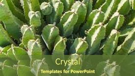  Presentation with succulent - Slide set having agave-succulent-plant-freshness-leaves background and a tawny brown colored foreground
