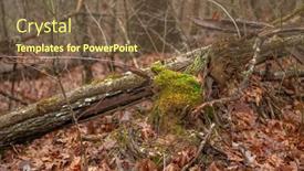  Presentation with tennessee - Presentation theme with aged-fallen-tree-has-moss background and a tawny brown colored foreground