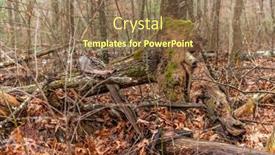  Presentation with tennessee - Slide deck consisting of aged-fallen-tree-has-moss background and a coral colored foreground